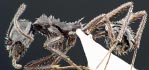 Aphaenogaster spinosa