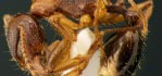 Aphaenogaster subterranea