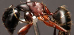 Camponotus herculeanus