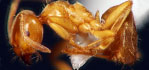 Lasius flavus