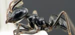 Lasius fuliginosus