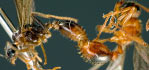 Myrmica ruginodis