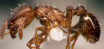 Tetramorium caespitum